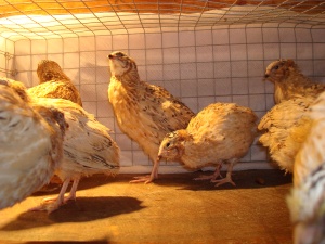 2014-02-24 - Italian Coturnix Group of young Males