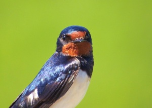 2014-07-10 - Barn Swallow